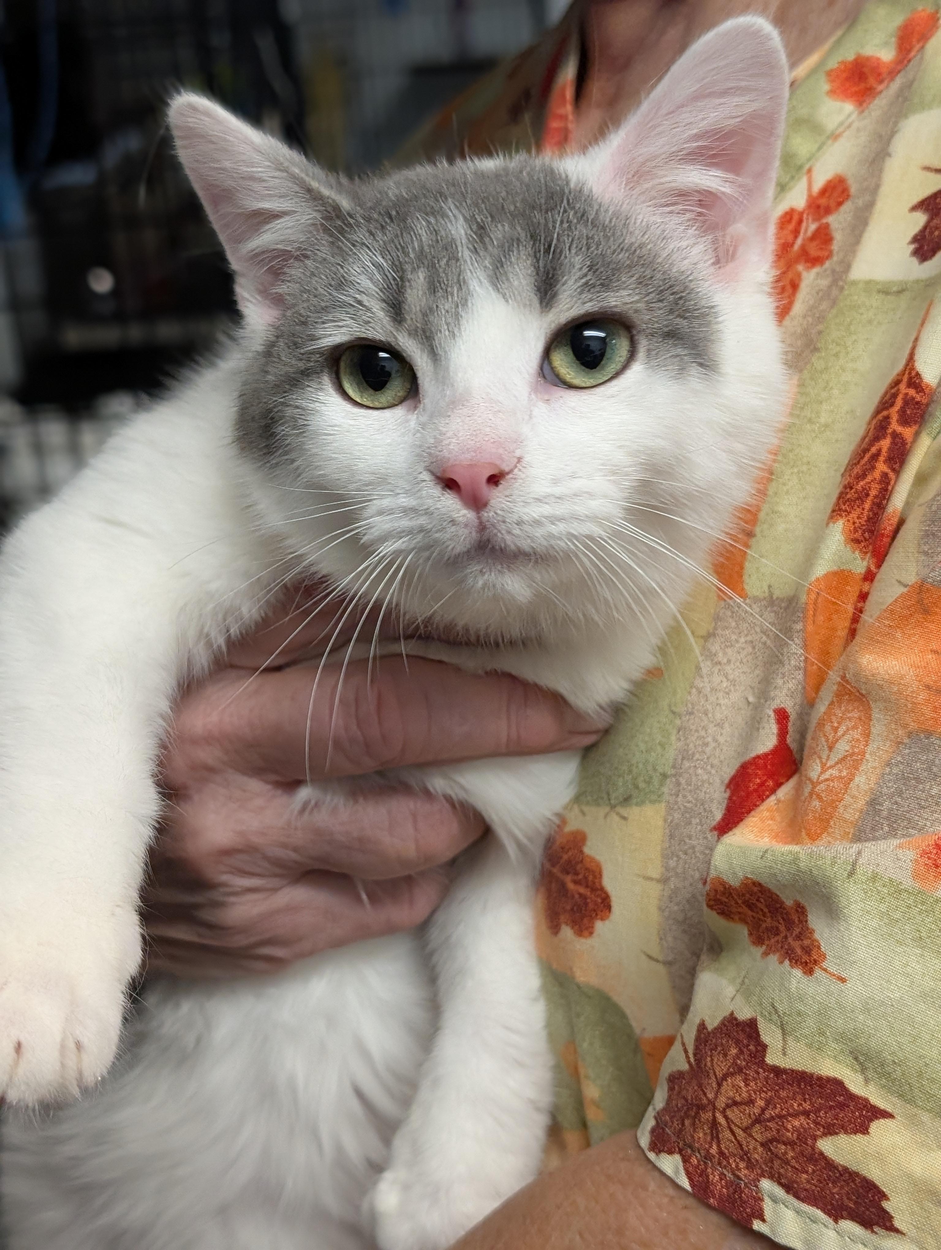 Enlarge Jasper, an adopted Domestic Short Hair in Tilton, IL image 1/5