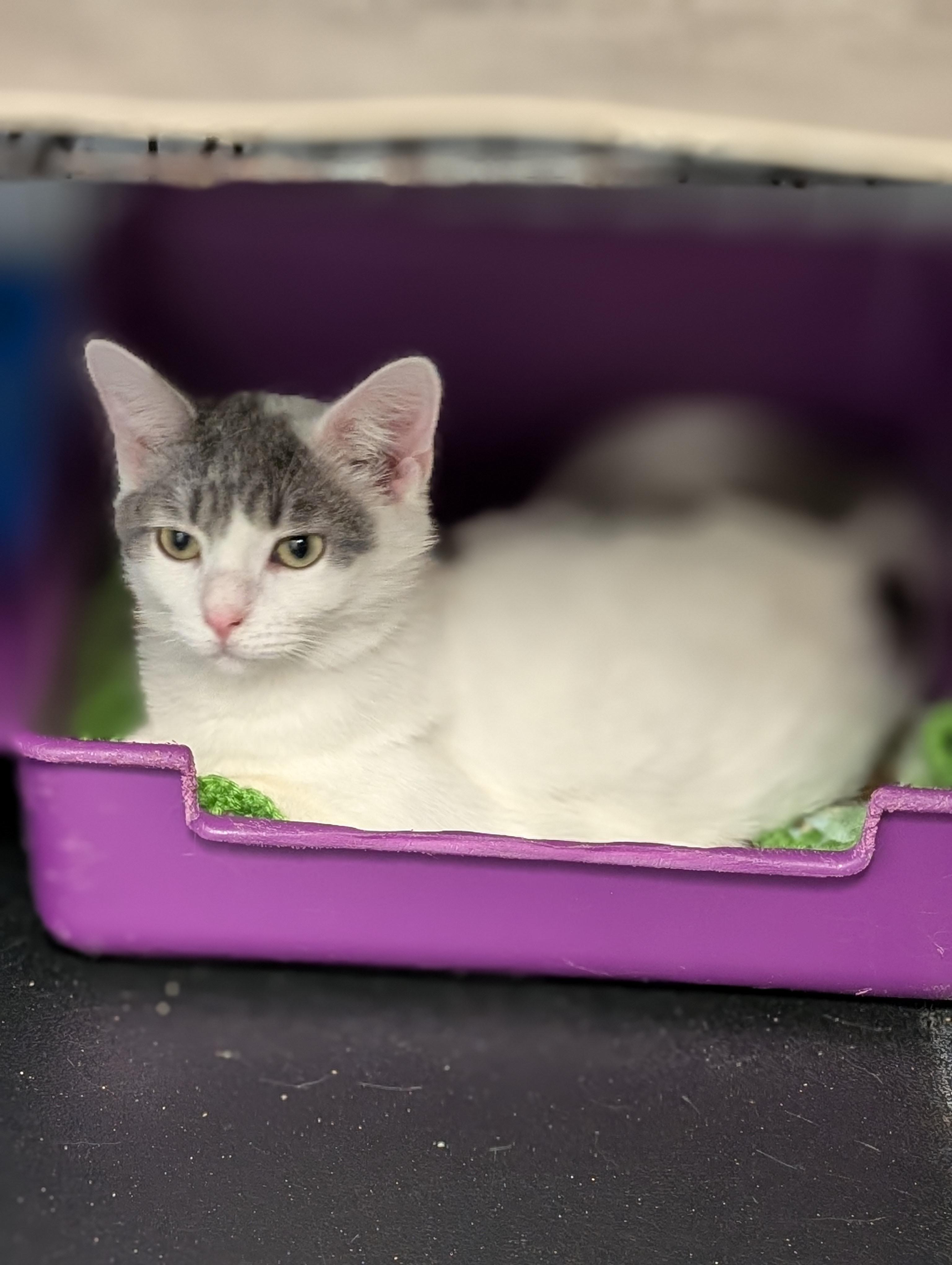 Enlarge Jasper, an adopted Domestic Short Hair in Tilton, IL image 4/5