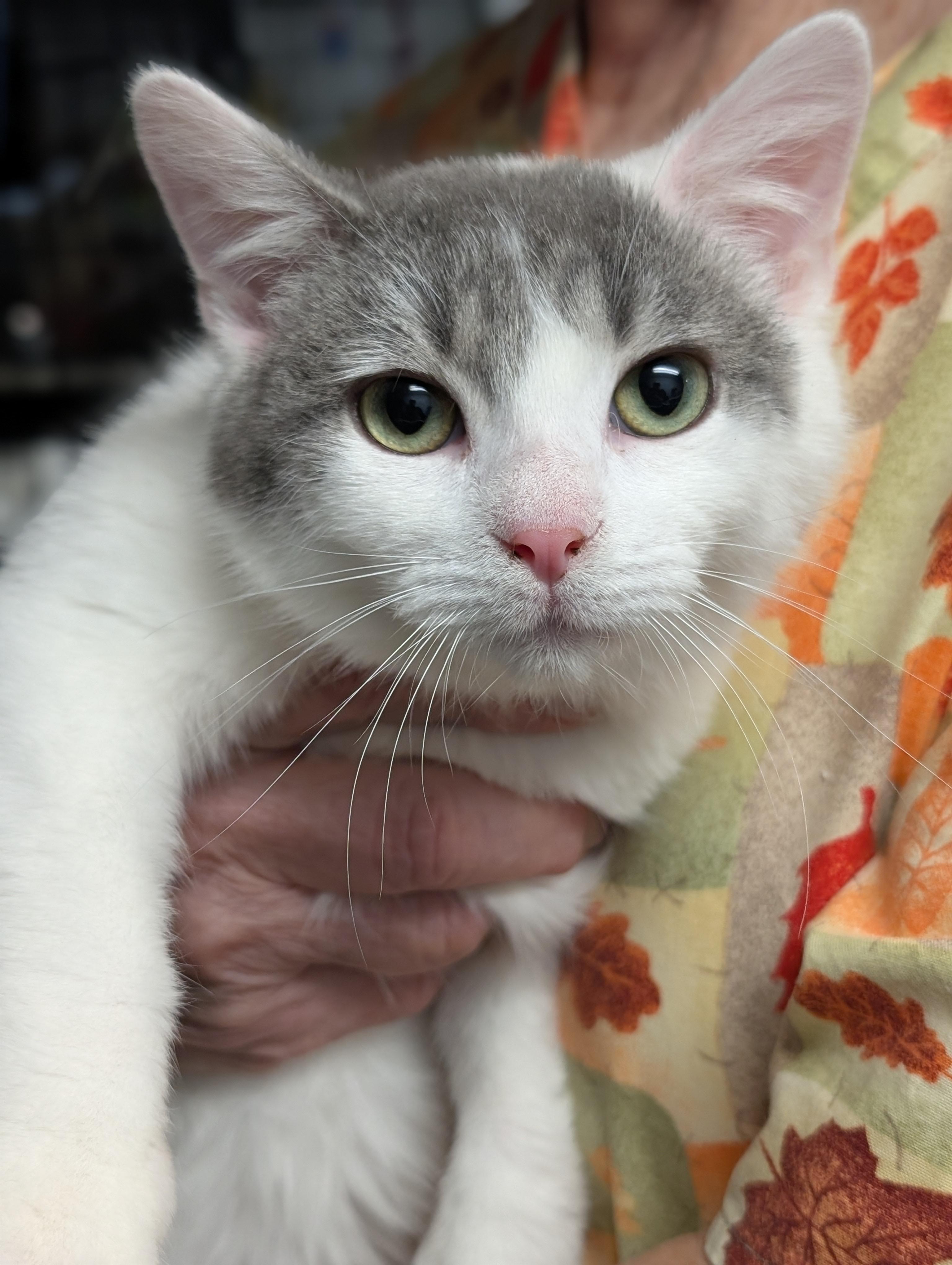 Enlarge Jasper, an adopted Domestic Short Hair in Tilton, IL image 2/5