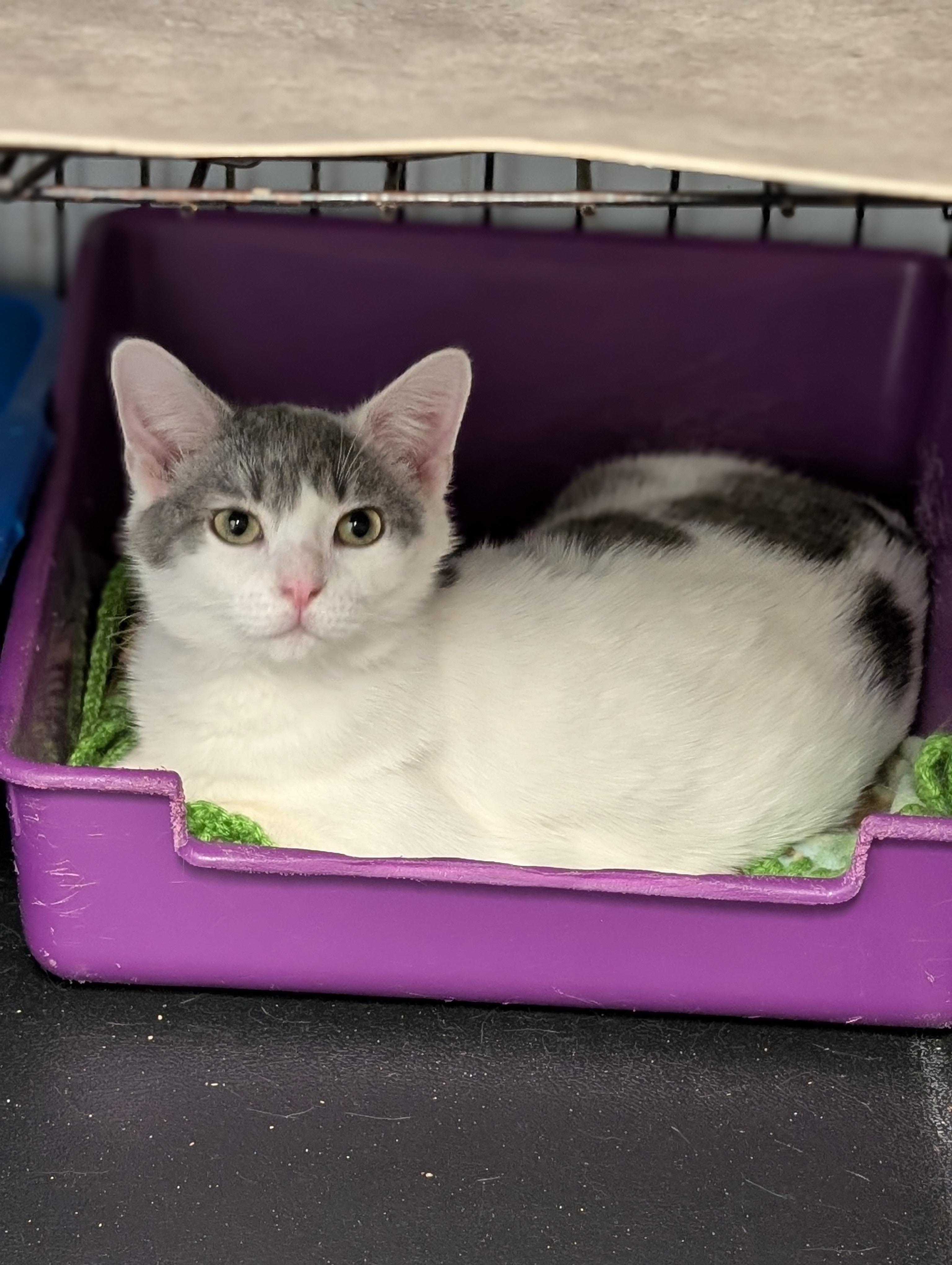 Enlarge Jasper, an adopted Domestic Short Hair in Tilton, IL image 3/5