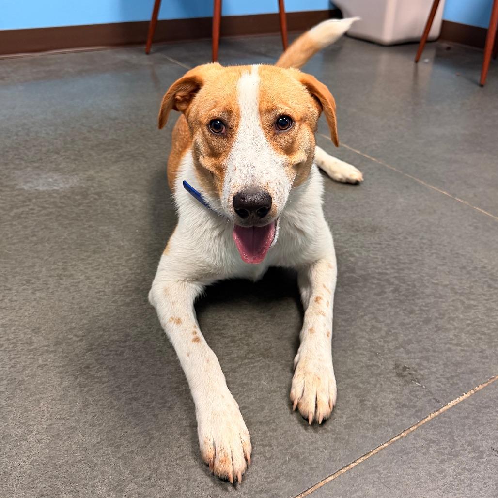 Sammy, Adoptable, Young Male Border Collie & German Shepherd Dog.