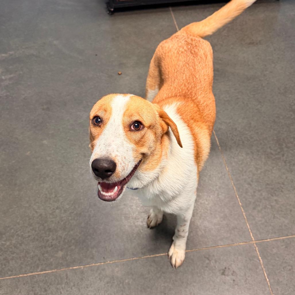 Enlarge Sammy, a Adoptable mixed breed in Idaho Falls, ID image 2/5