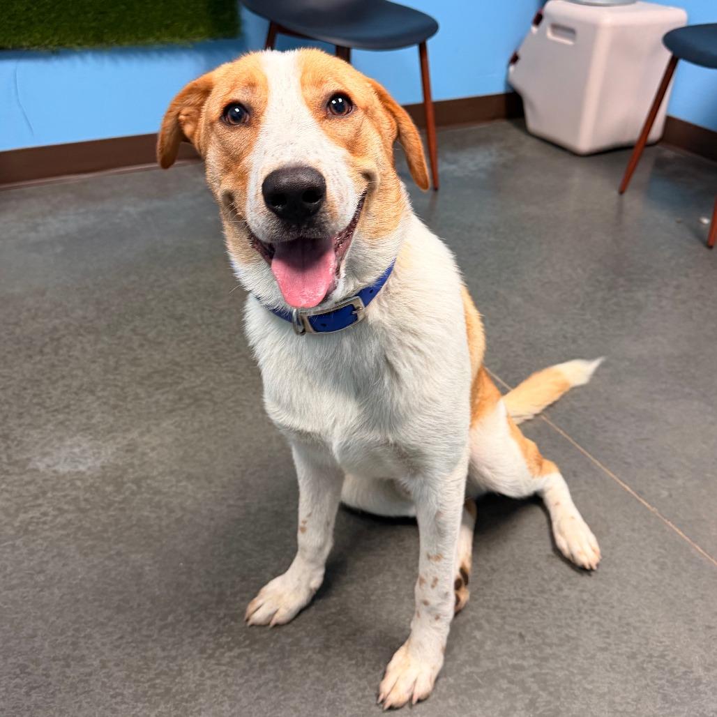Enlarge Sammy, a Adoptable mixed breed in Idaho Falls, ID image 3/5