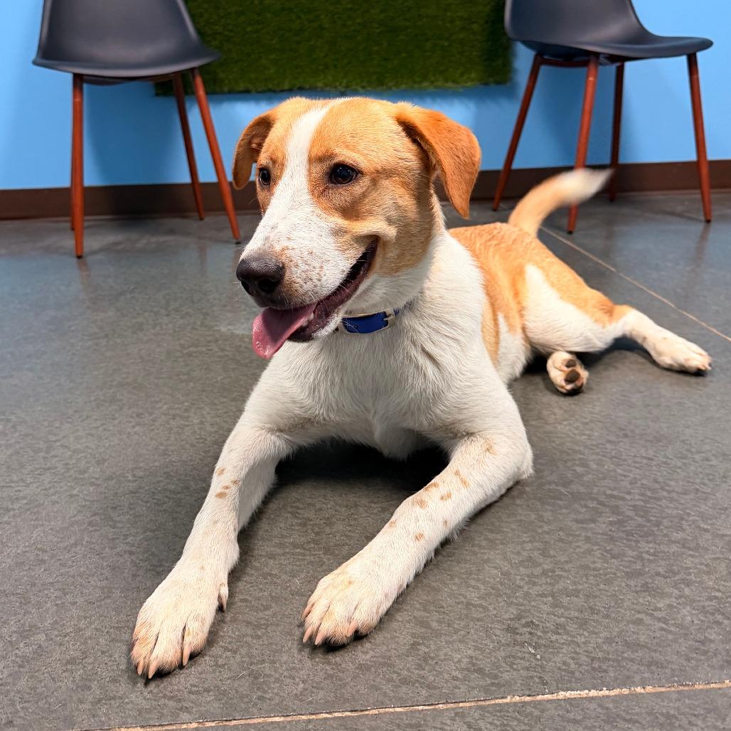Enlarge Sammy, a Adoptable mixed breed in Idaho Falls, ID image 4/5