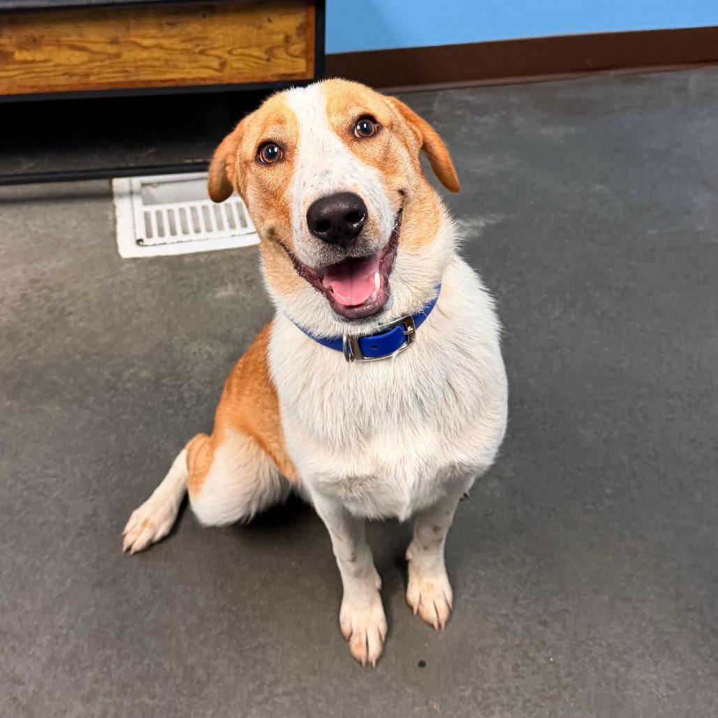 Enlarge Sammy, a Adoptable mixed breed in Idaho Falls, ID image 5/5