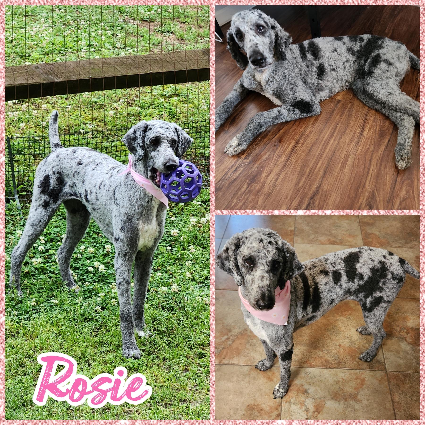Rosie, ADOPTABLE, Adult Female Standard Poodle.