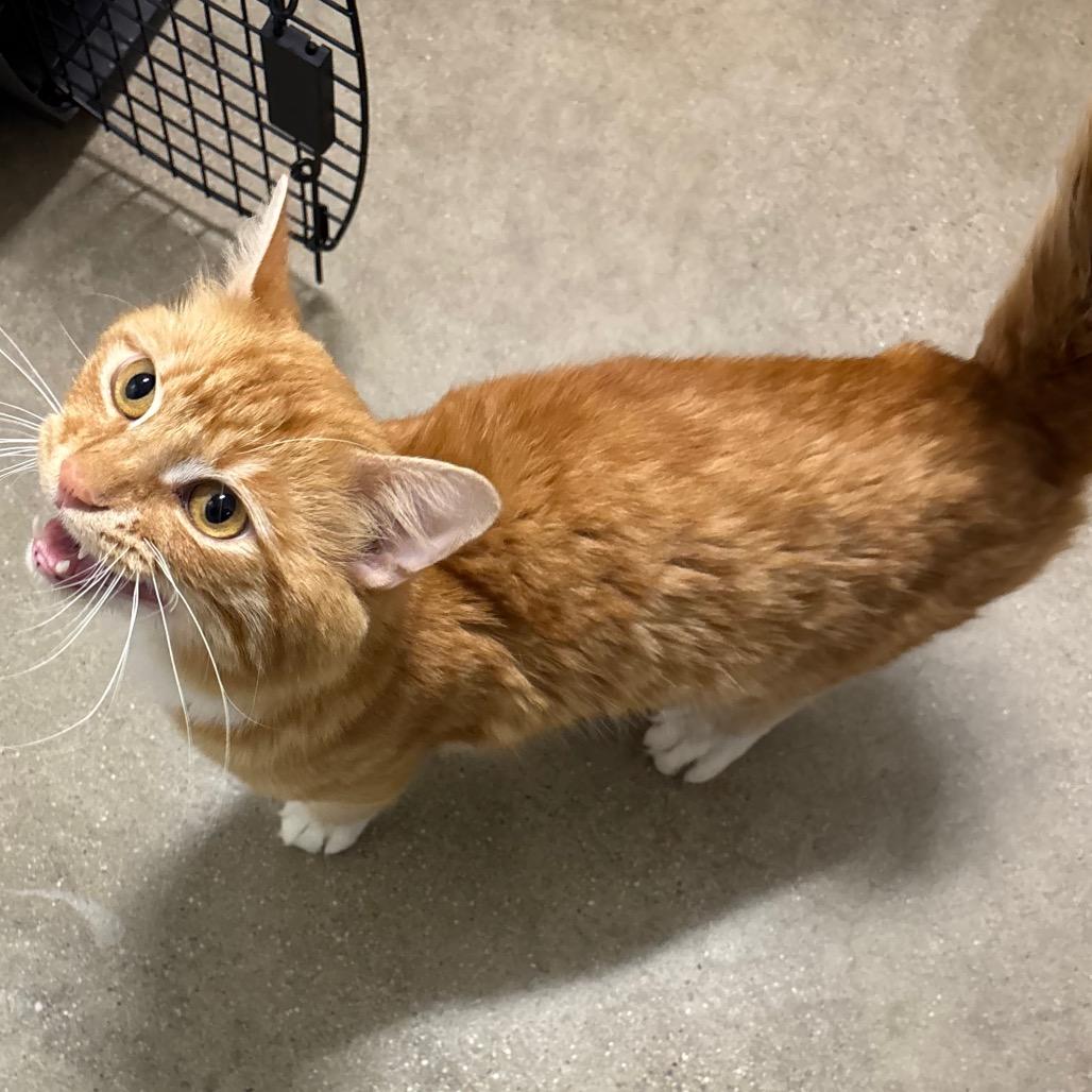 Enlarge Shrimp, a Adoptable Domestic Medium Hair in York, PA image 1/1