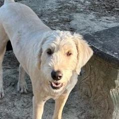 Hank - Courtesy Post, Adoptable, Adult Male Standard Poodle & Labrador Retriever.