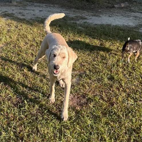 Enlarge Hank - Courtesy Post, a Adoptable mixed breed in Gulfport, MS image 2/5