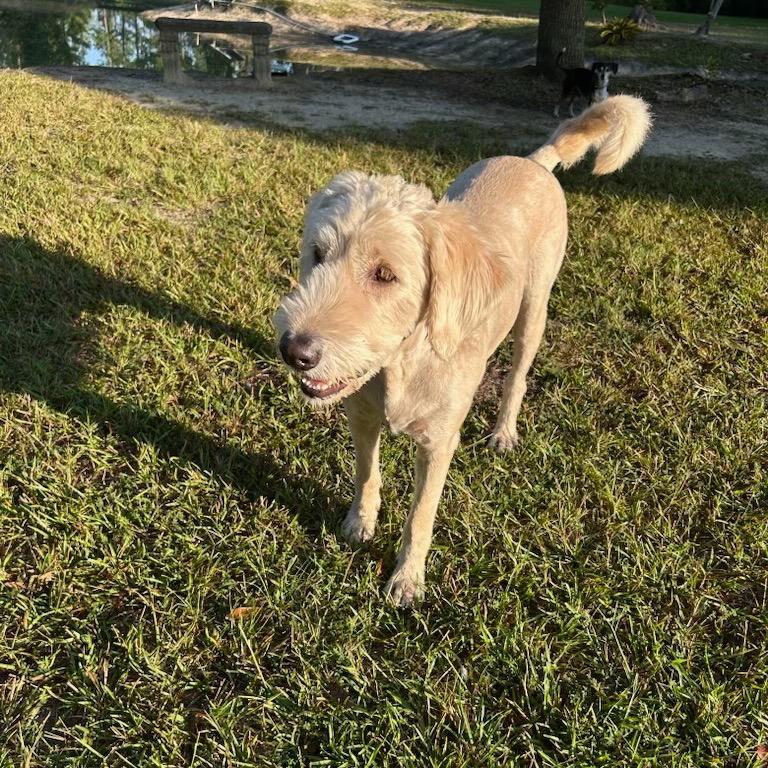 Enlarge Hank - Courtesy Post, a Adoptable mixed breed in Gulfport, MS image 3/5