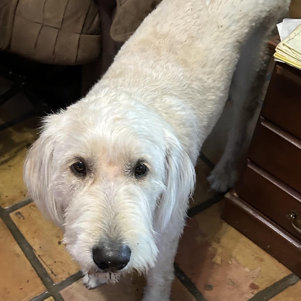Hank - Courtesy Post, Adoptable, Adult Male Standard Poodle & Labrador Retriever.