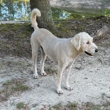Enlarge Hank - Courtesy Post, a Adoptable mixed breed in Gulfport, MS image 5/5
