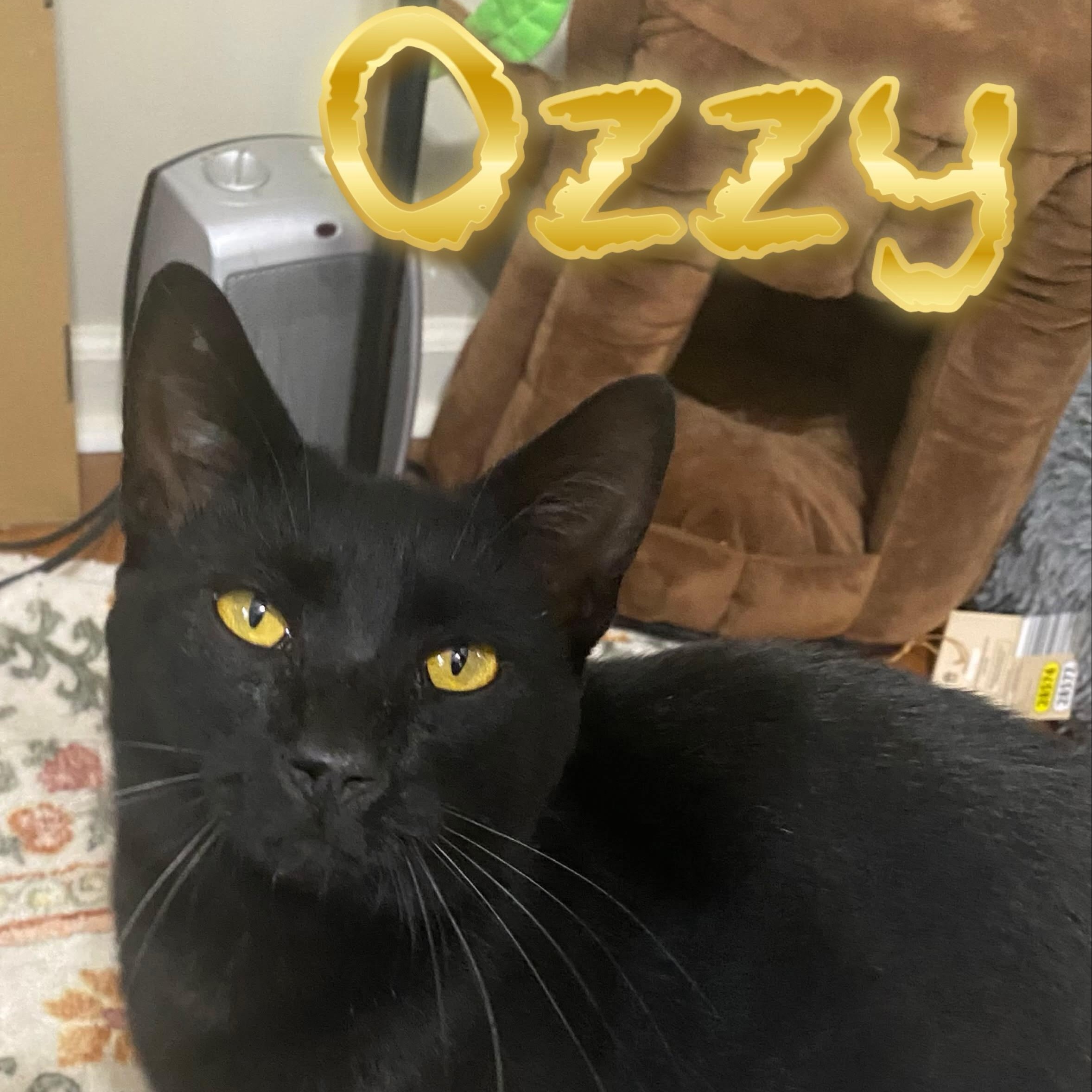 Ozzy, a Adoptable mixed breed in Morganton, NC image 1/4