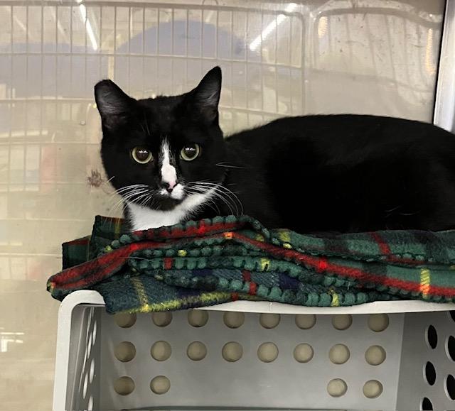 Enlarge Blitz, a ADOPTABLE Domestic Short Hair in Shippensburg, PA image 1/3