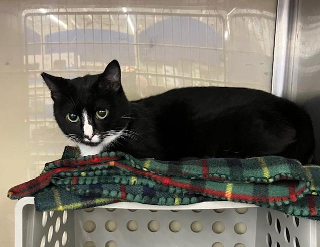 Enlarge Blitz, a ADOPTABLE Domestic Short Hair in Shippensburg, PA image 2/3