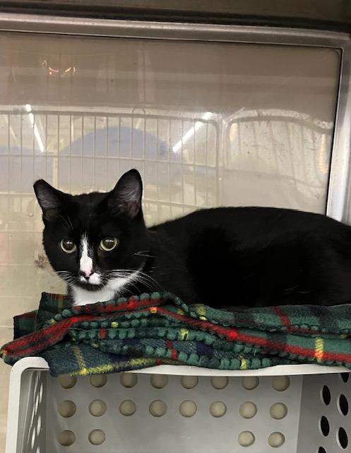 Enlarge Blitz, a ADOPTABLE Domestic Short Hair in Shippensburg, PA image 3/3