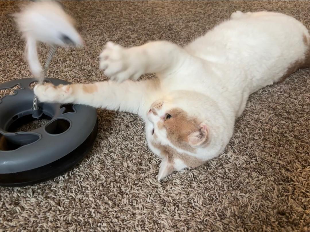 Steven - super snuggly!, an adopted mixed breed in Hendersonville, TN image 3/5