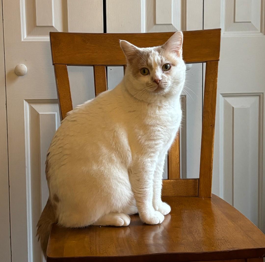 Steven - super snuggly!, an adopted mixed breed in Hendersonville, TN image 4/5