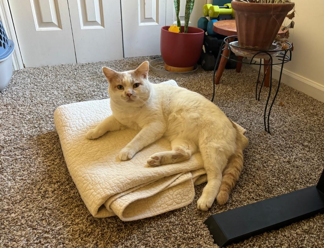 Steven - super snuggly!, an adopted mixed breed in Hendersonville, TN image 5/5