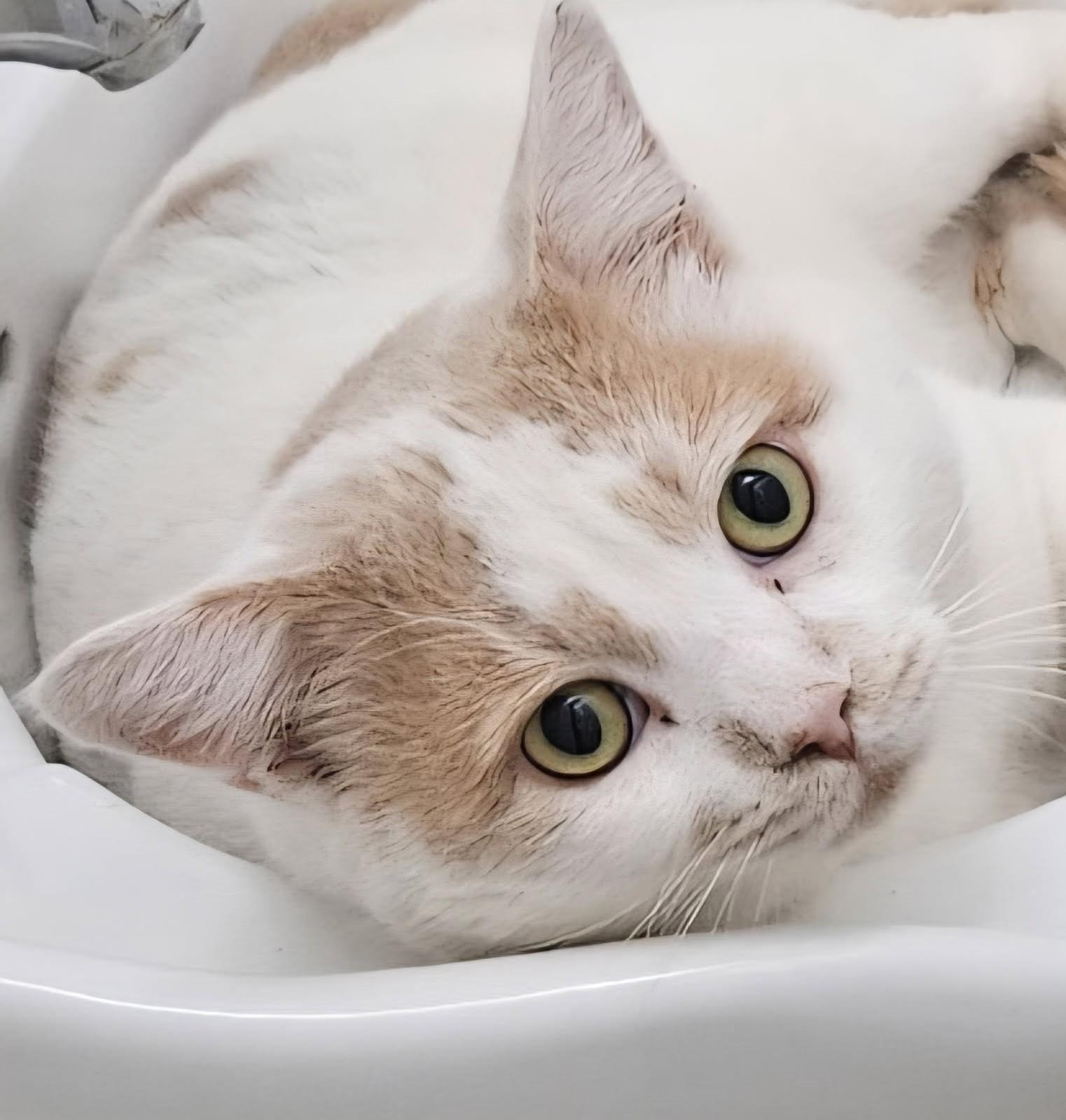 Steven - Big Boy , ADOPTABLE, Adult Male Domestic Short Hair.