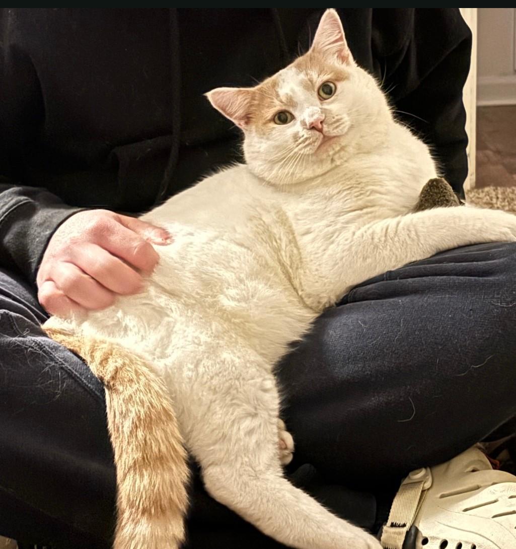 Steven - super snuggly!, an adopted mixed breed in Hendersonville, TN image 2/5