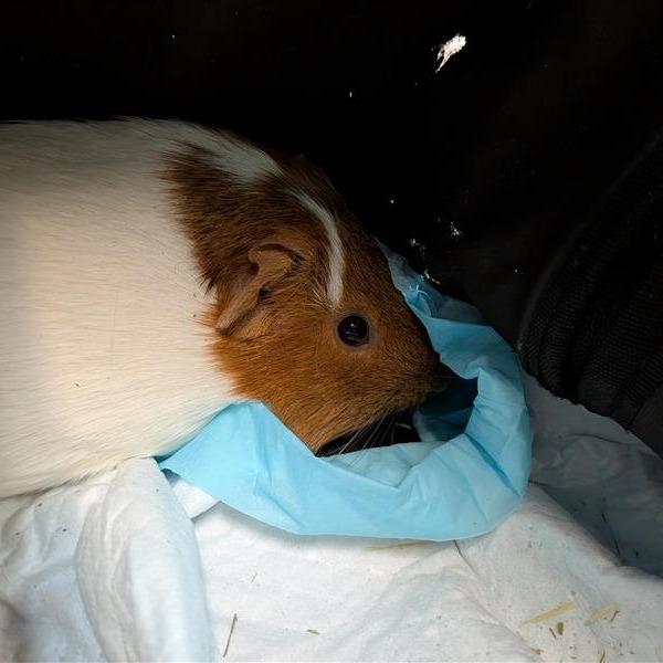 Enlarge Buddy, a Adoptable Guinea Pig in Tacoma, WA image 1/1