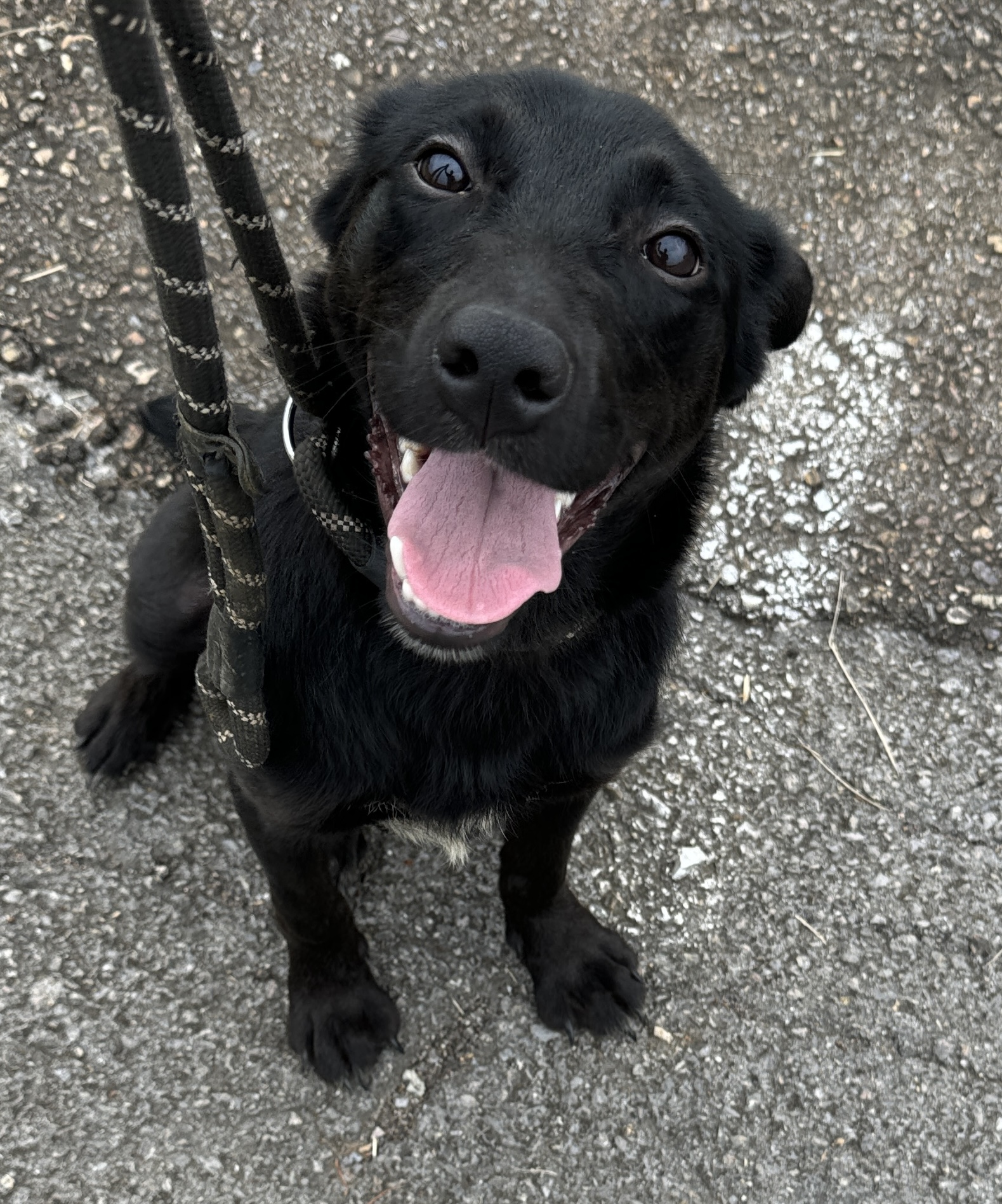 Kyla, a Adoptable mixed breed in Rogersville, TN image 1/5