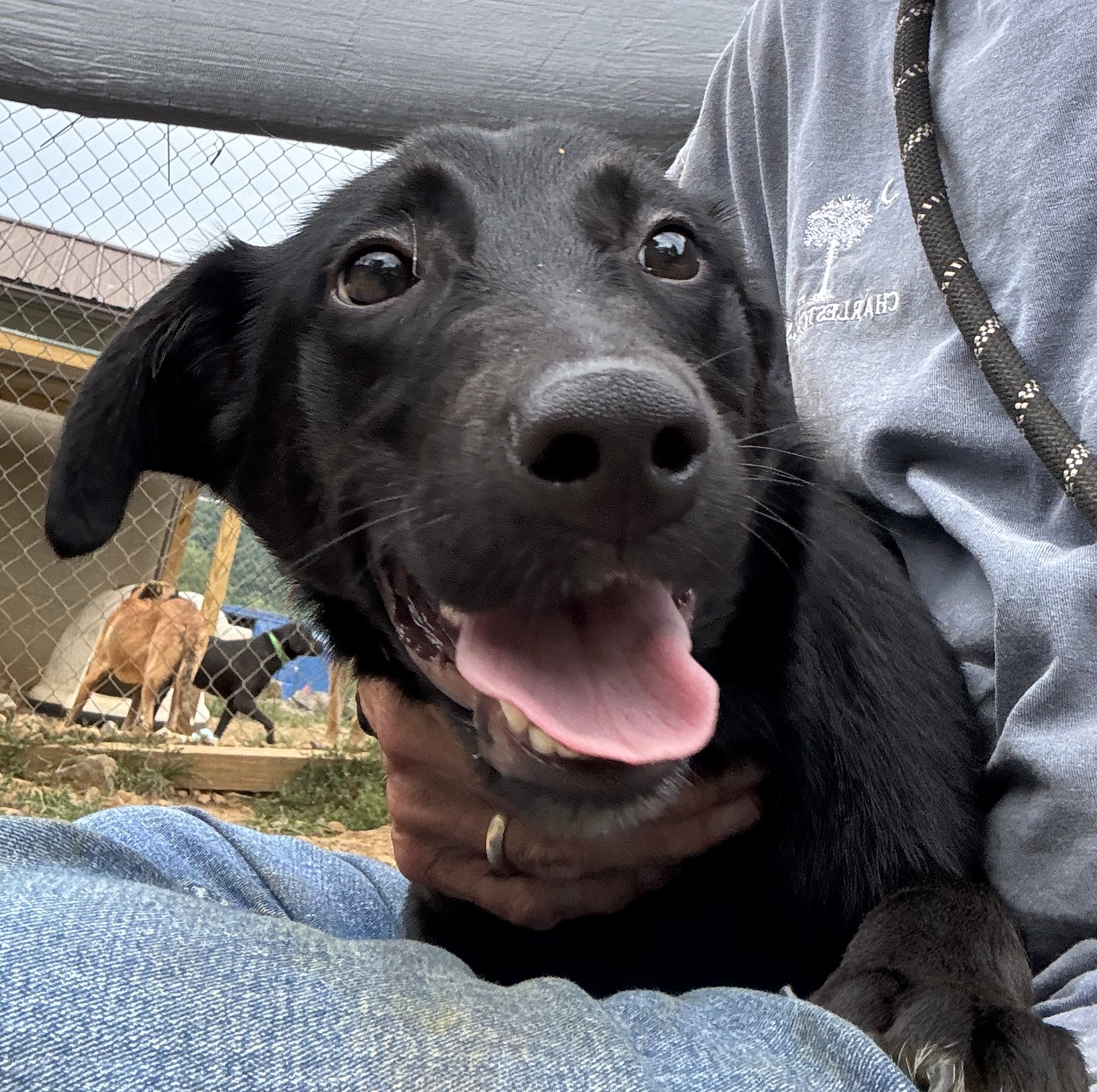 Kyla, a Adoptable mixed breed in Rogersville, TN image 5/5