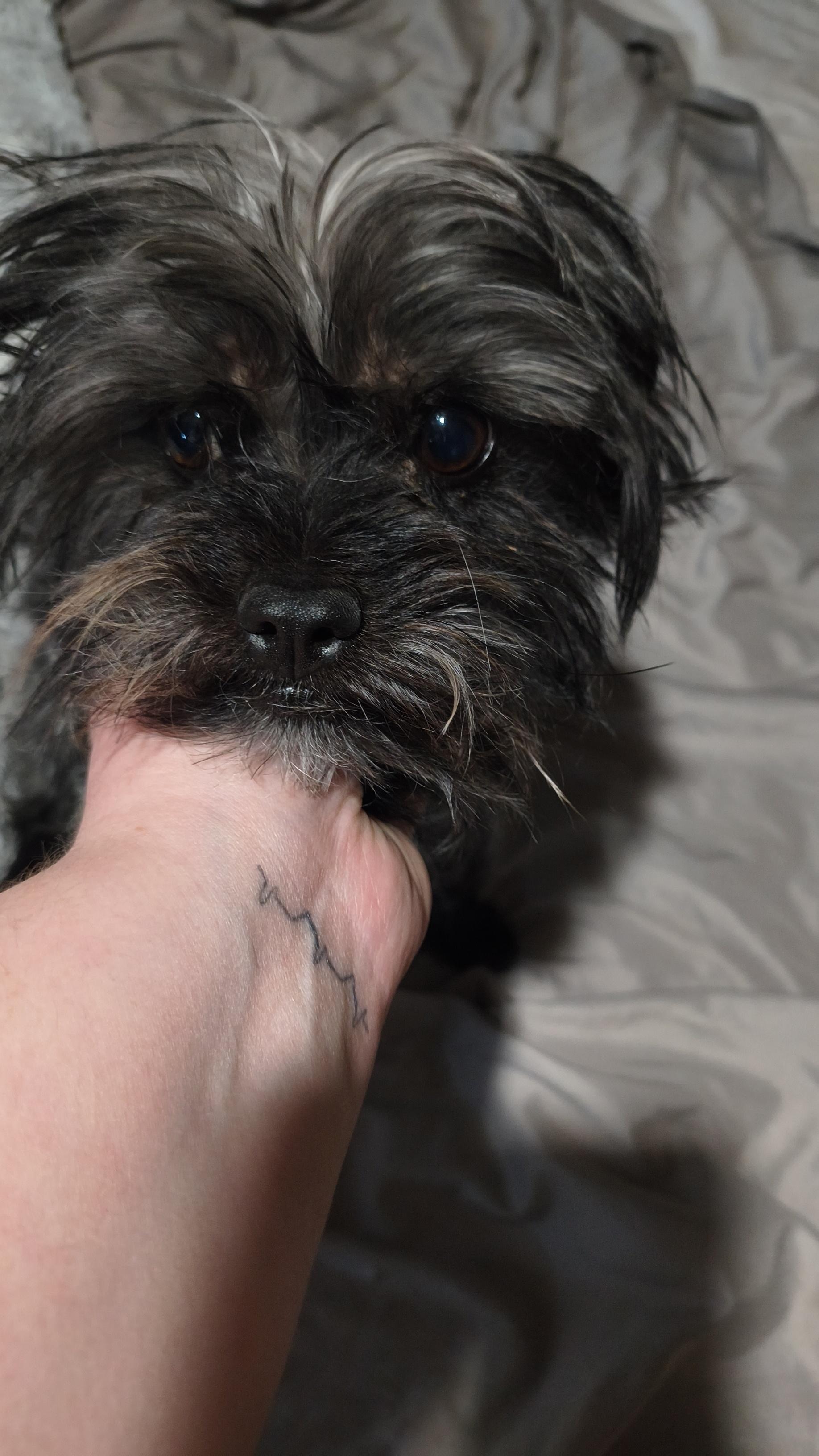 Sir Altonies, Adoptable, Adult Male Maltese.