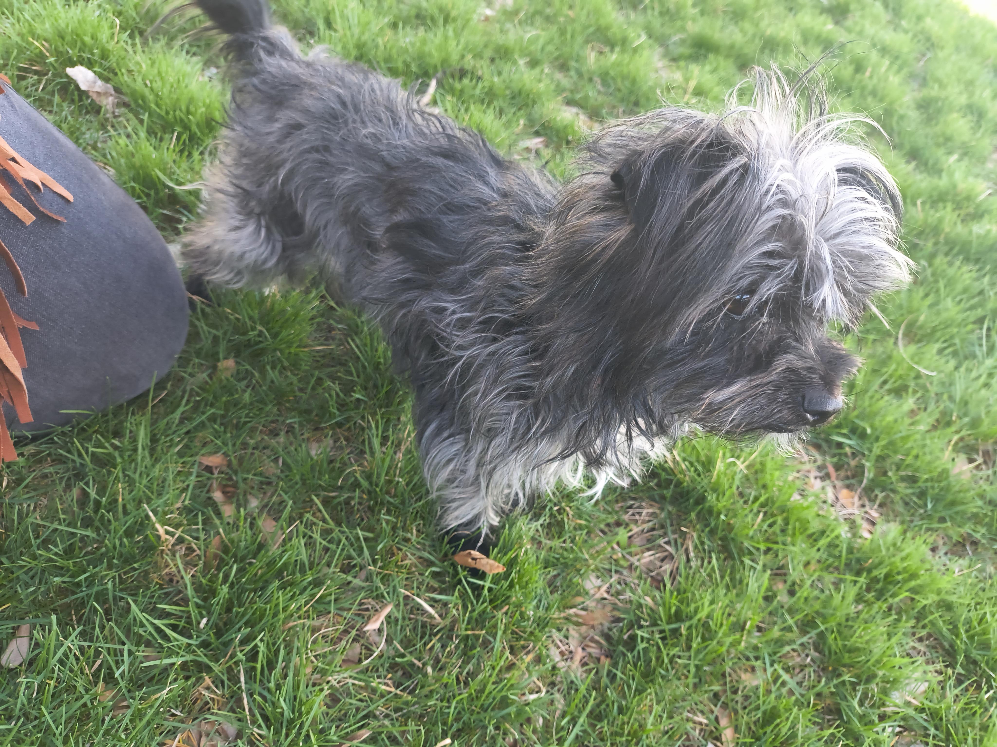 Enlarge Sir Altonies, a Adoptable Maltese in Fruit Heights, UT image 2/6