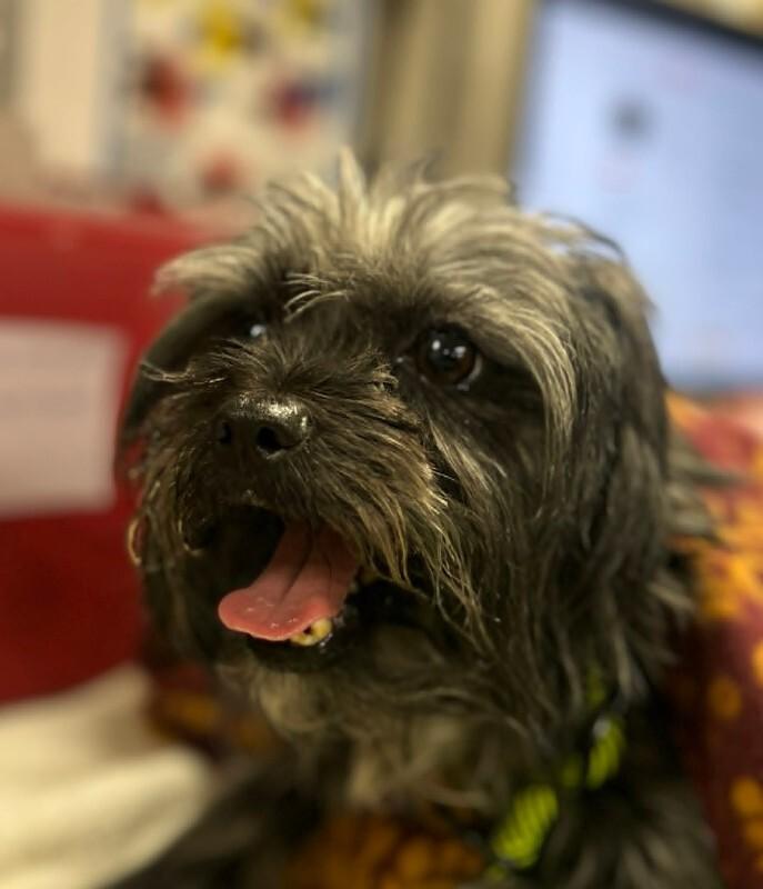 Sir Altonies, Adoptable, Adult Male Maltese.