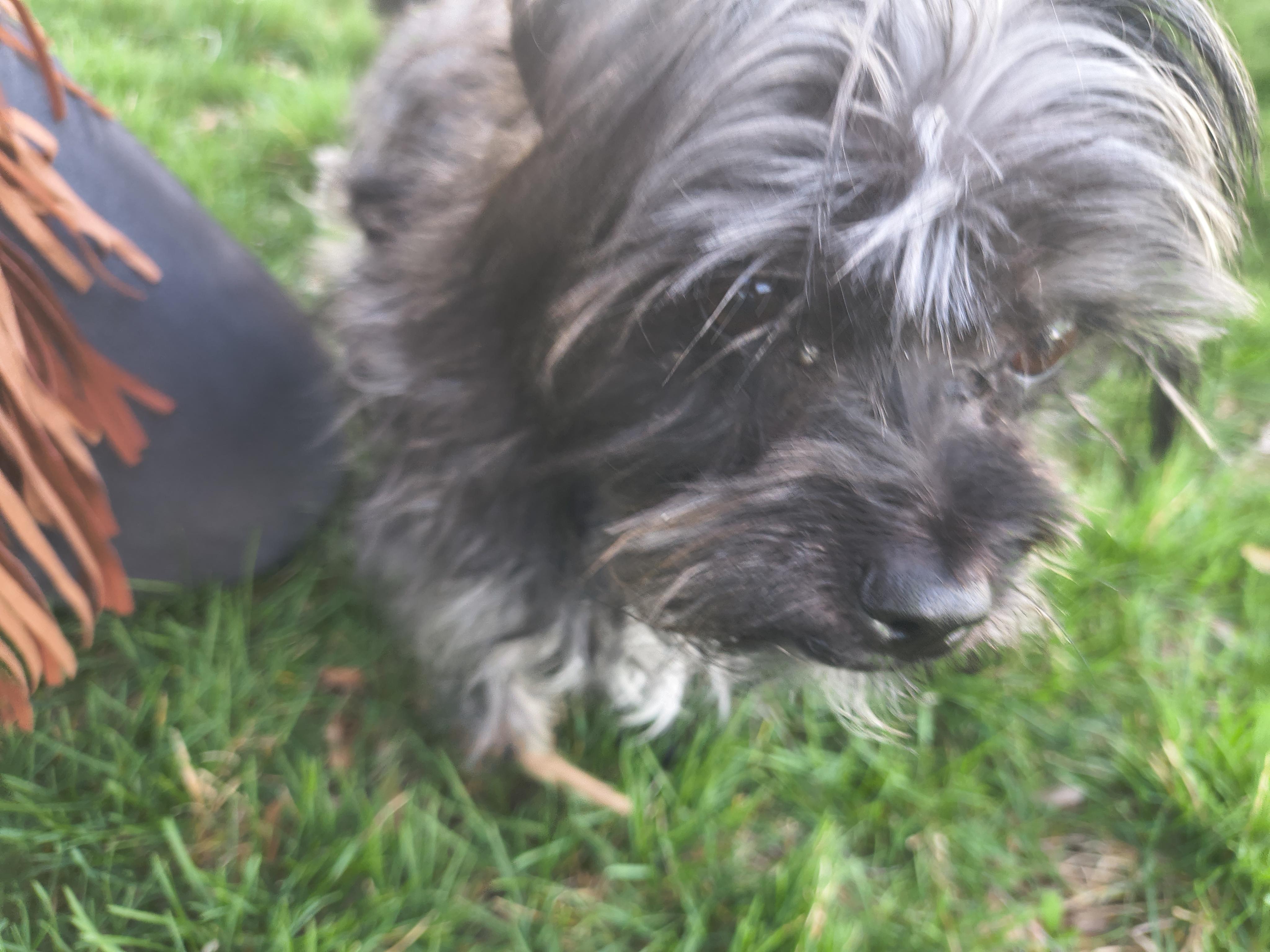 Enlarge Sir Altonies, a Adoptable Maltese in Fruit Heights, UT image 4/6