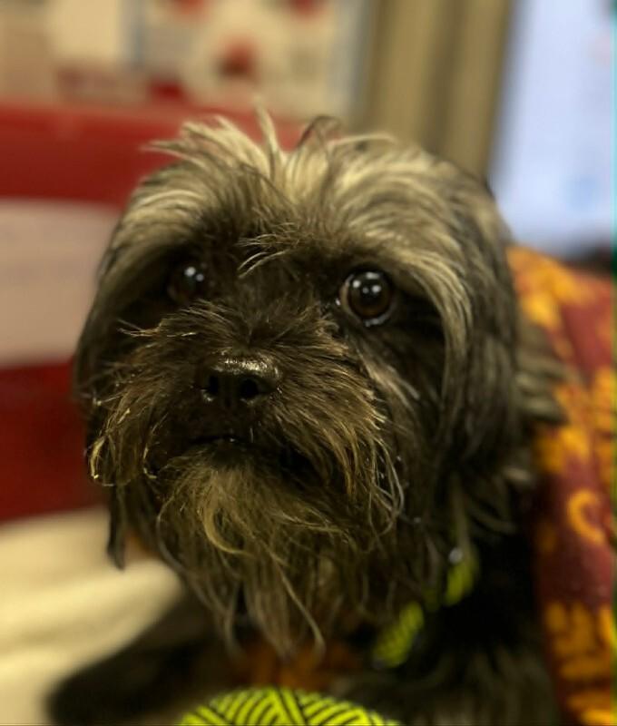 Sir Altonies, a Adoptable Maltese in Fruit Heights, UT image 2/3