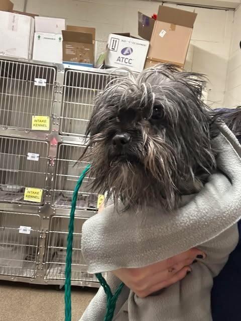 Sir Altonies, a Adoptable Maltese in Fruit Heights, UT image 3/3