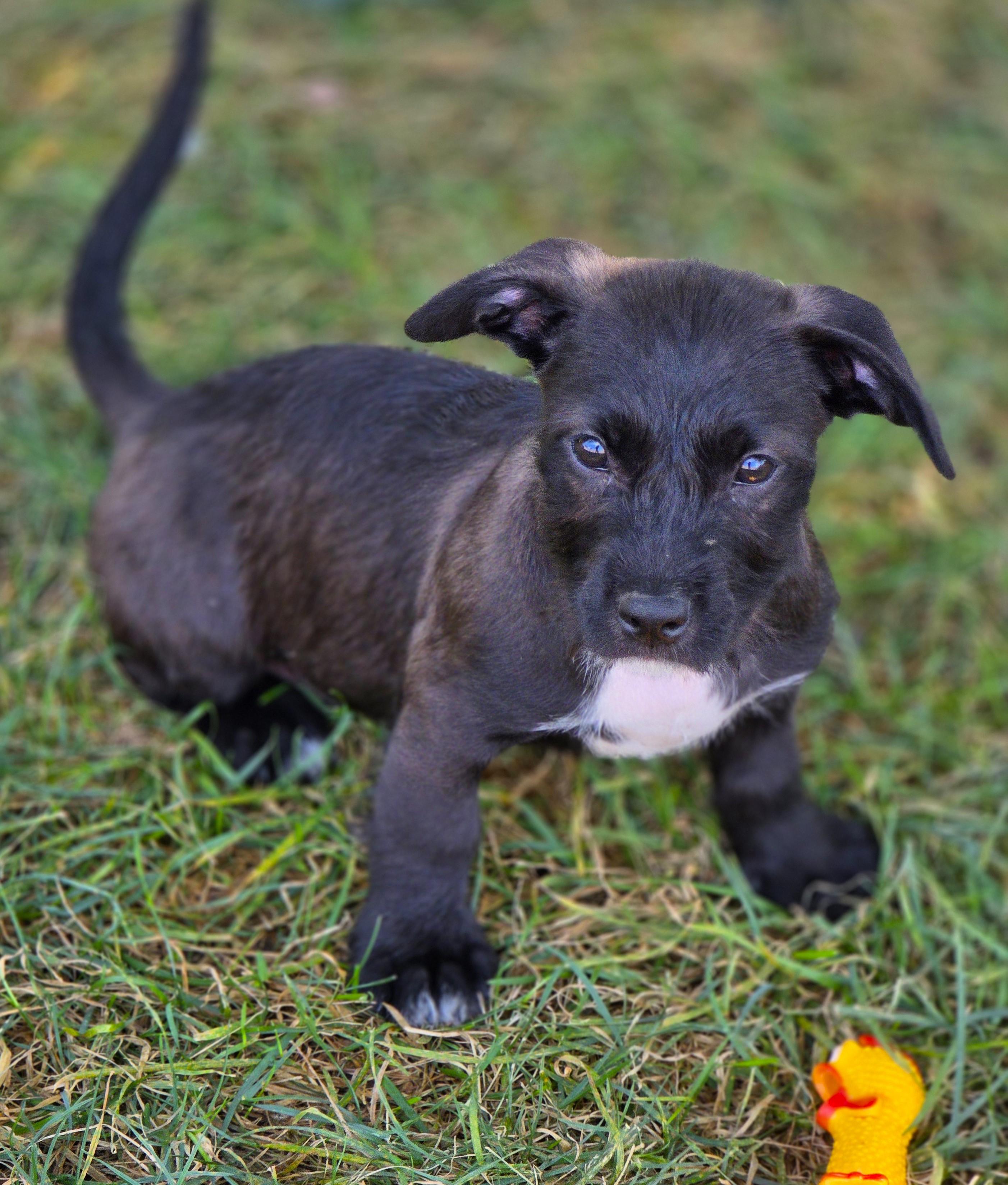 Enlarge Toast, a Adoptable mixed breed in Lisbon, IA image 4/6