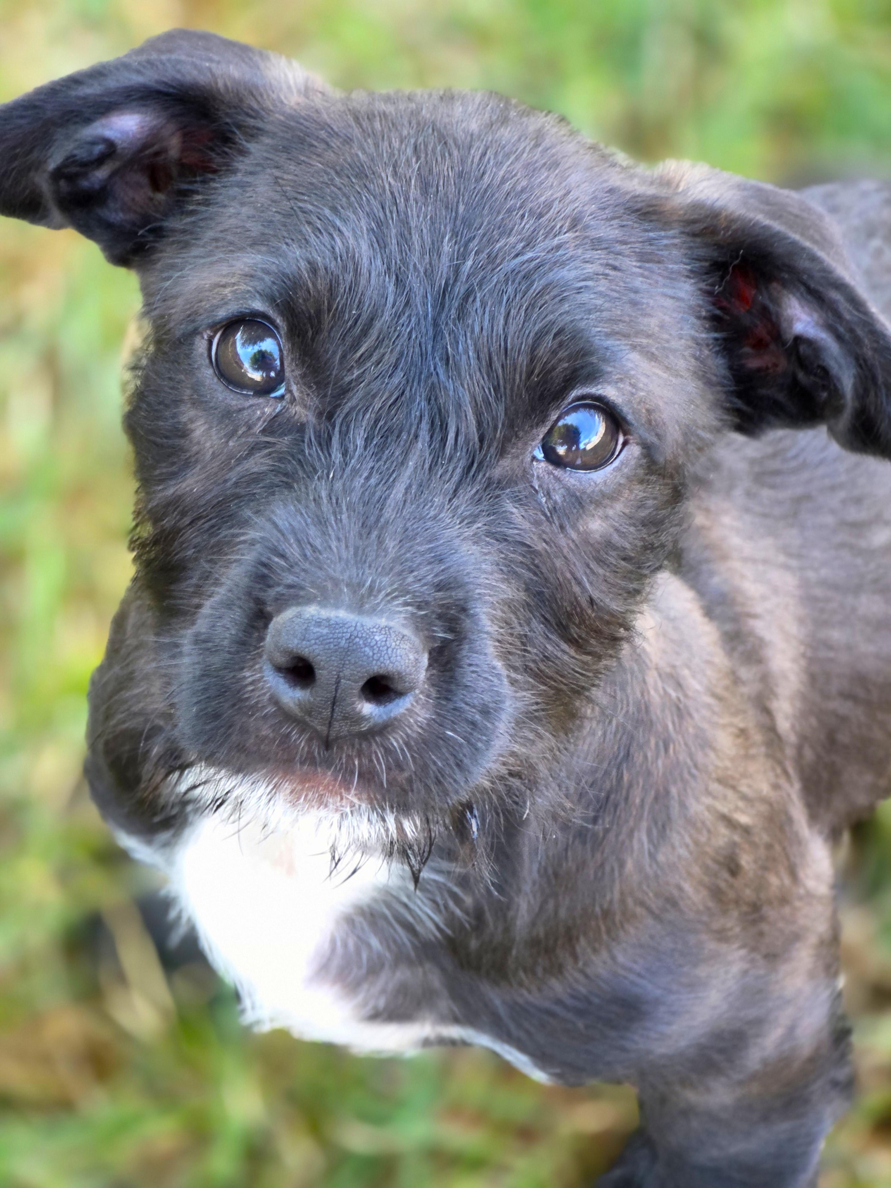 Enlarge Toast, a Adoptable mixed breed in Lisbon, IA image 2/6