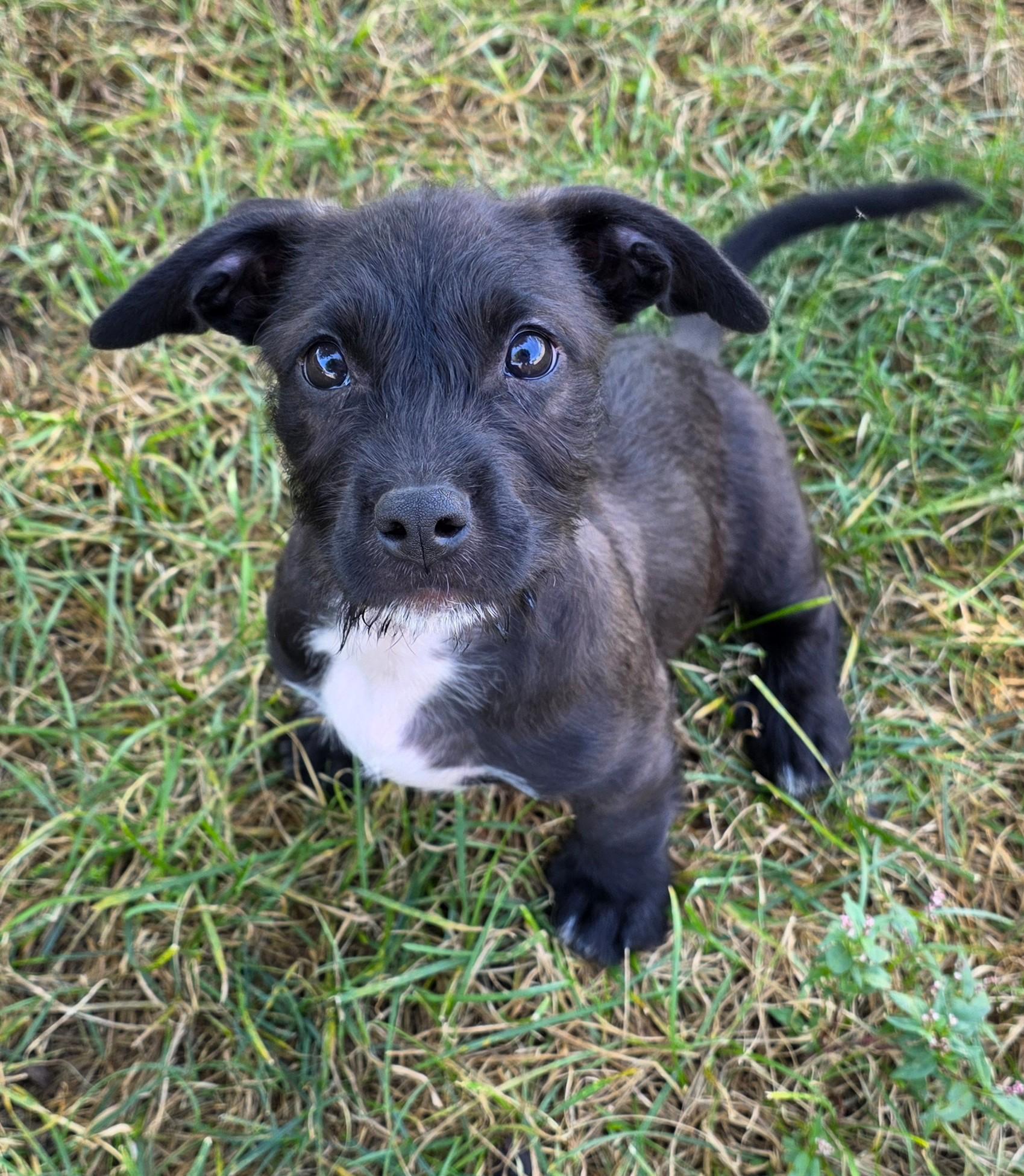 Enlarge Toast, a Adoptable mixed breed in Lisbon, IA image 3/6