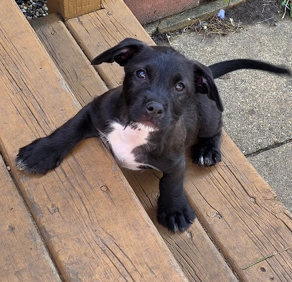 Enlarge Toast, a Adoptable mixed breed in Lisbon, IA image 6/6