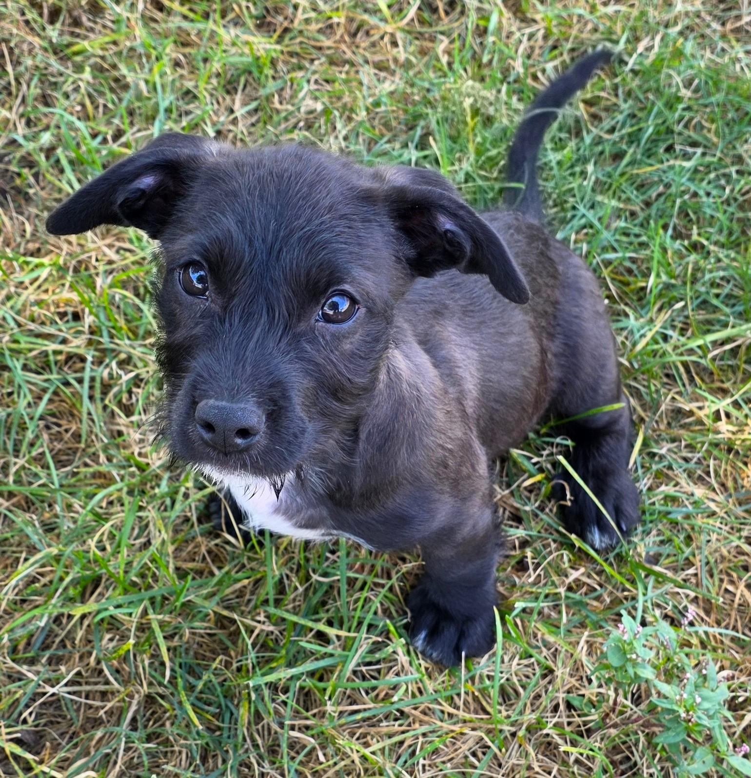 Enlarge Toast, a Adoptable mixed breed in Lisbon, IA image 5/6