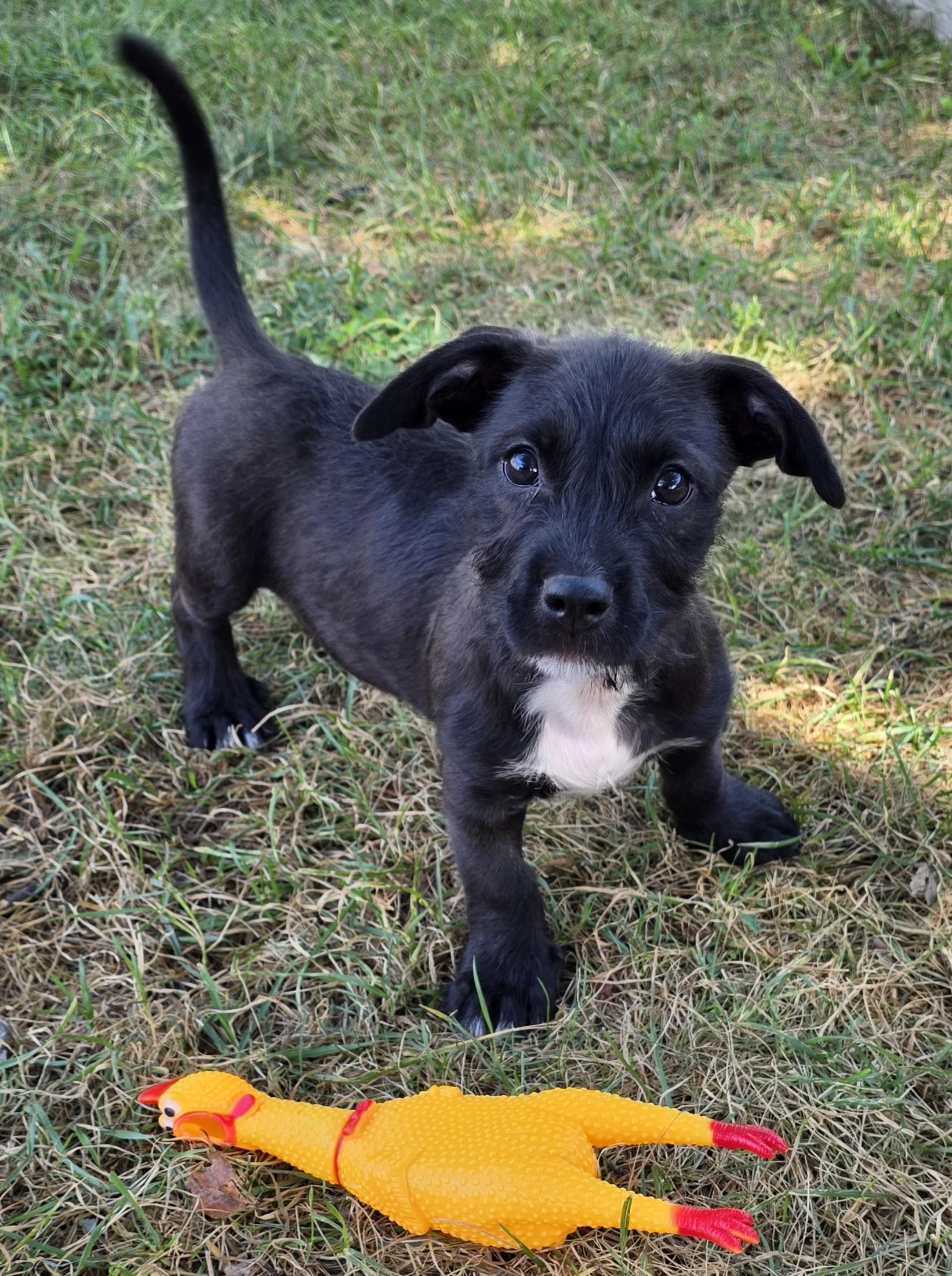 Toast, Adoptable, Puppy Male Dachshund & Pit Bull Terrier.