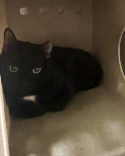 Brett, Adoptable, Adult Male Domestic Short Hair & Domestic Short Hair.