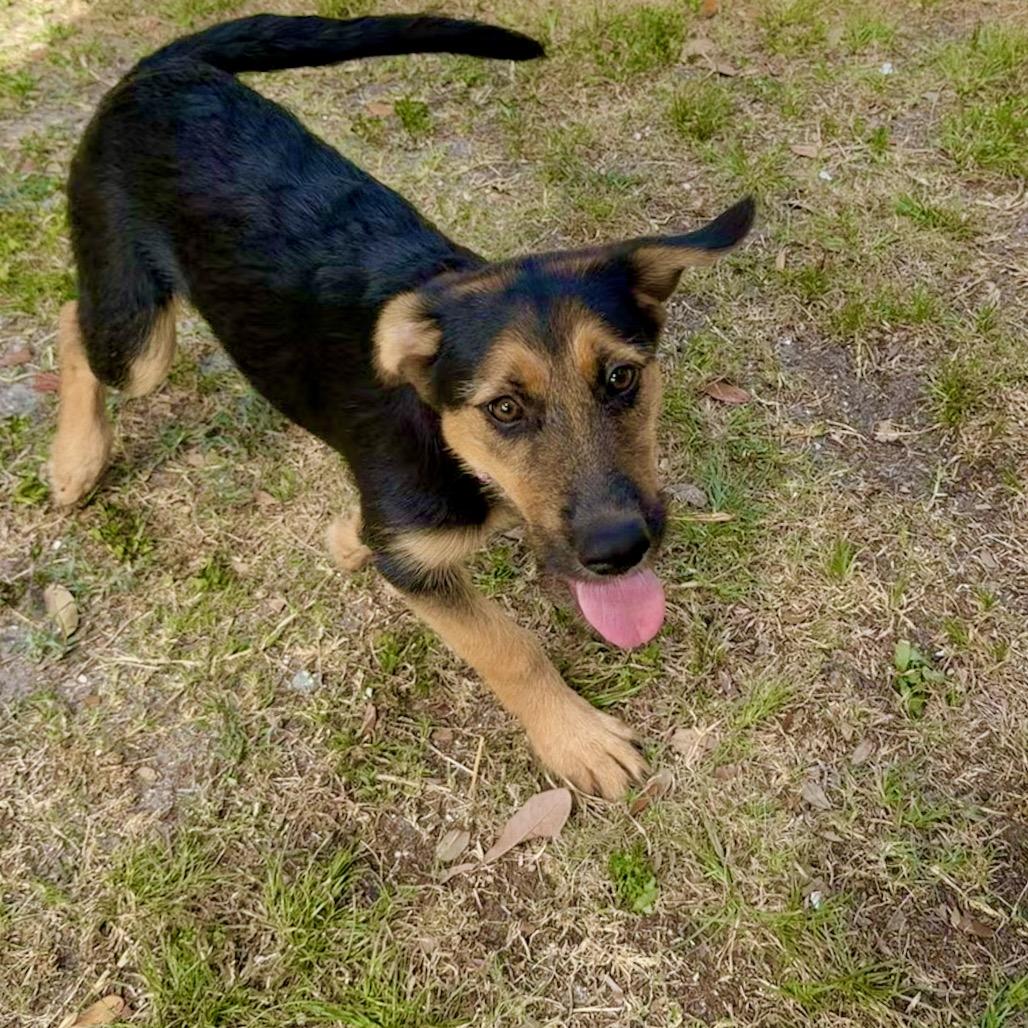 Nassau, Adoptable, Puppy Female German Shepherd Dog & Hound.