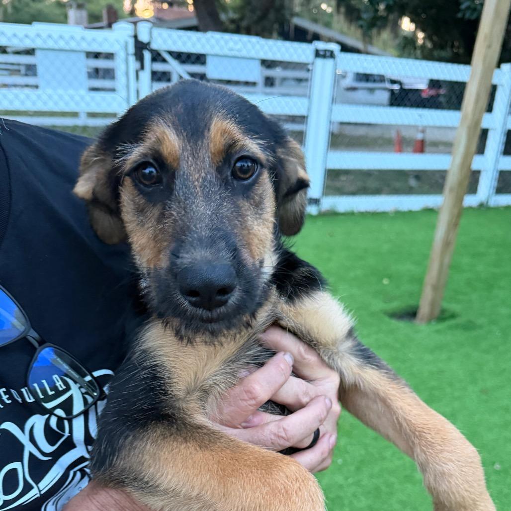 Enlarge Nassau, a Adoptable mixed breed in Sarasota, FL image 1/4
