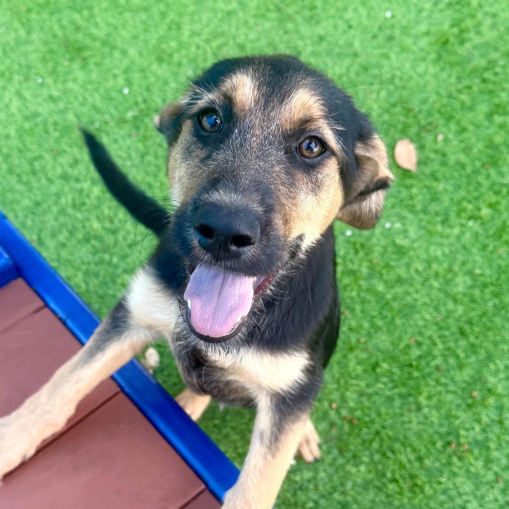 Enlarge Nassau, a Adoptable mixed breed in Sarasota, FL image 2/4