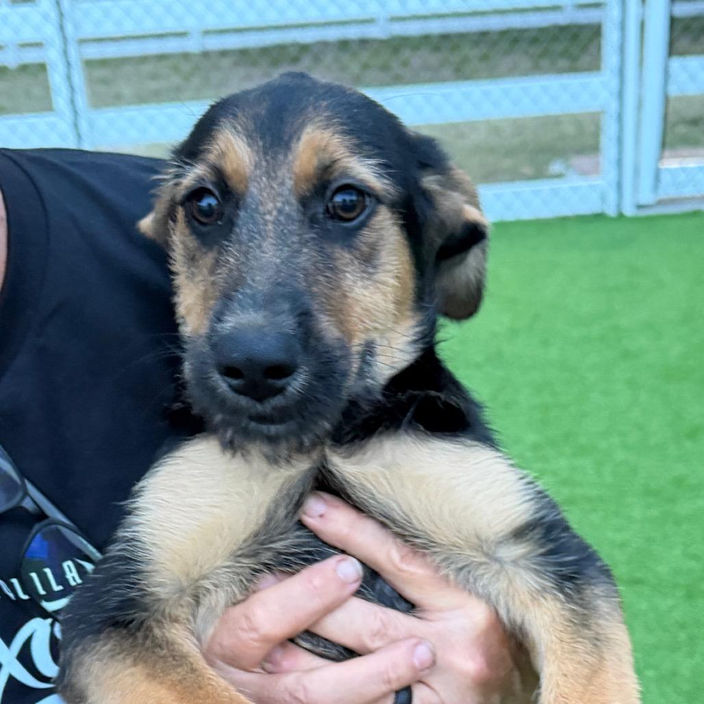 Enlarge Nassau, a Adoptable mixed breed in Sarasota, FL image 3/4