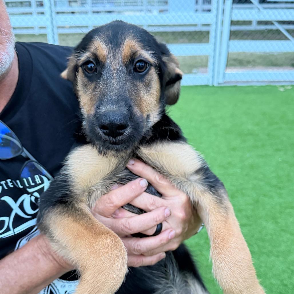 Enlarge Nassau, a Adoptable mixed breed in Sarasota, FL image 4/4