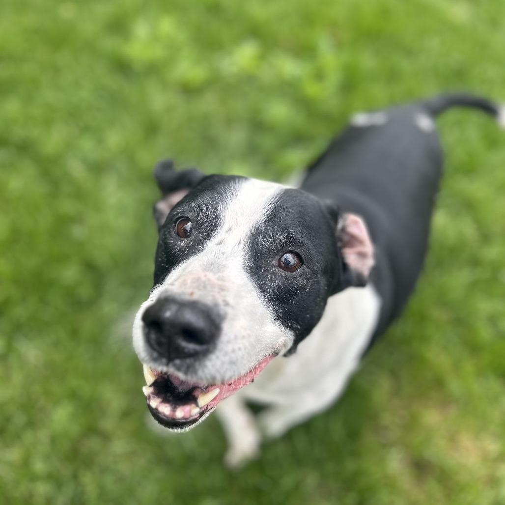Petals, Adoptable, Senior Female Pointer & Pit Bull Terrier.
