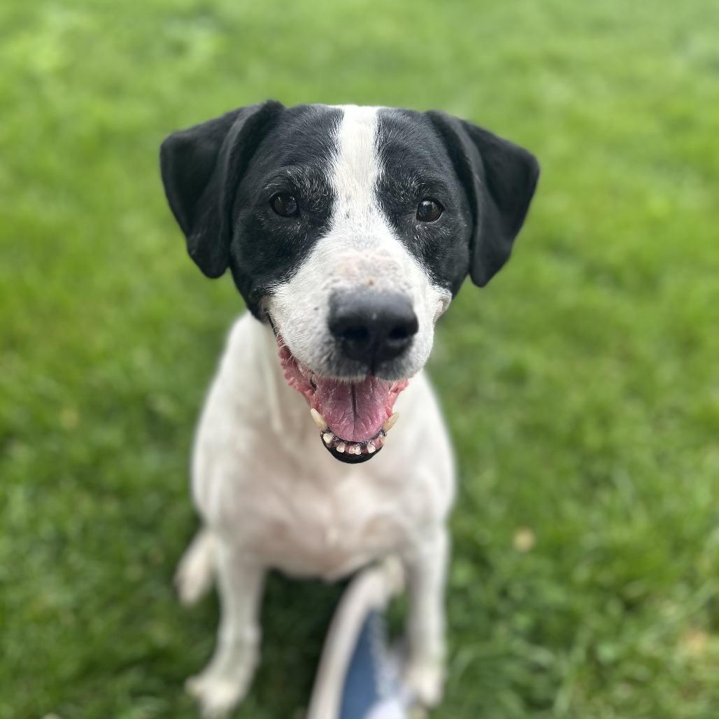 Petals, Adoptable, Senior Female Pointer & Pit Bull Terrier.