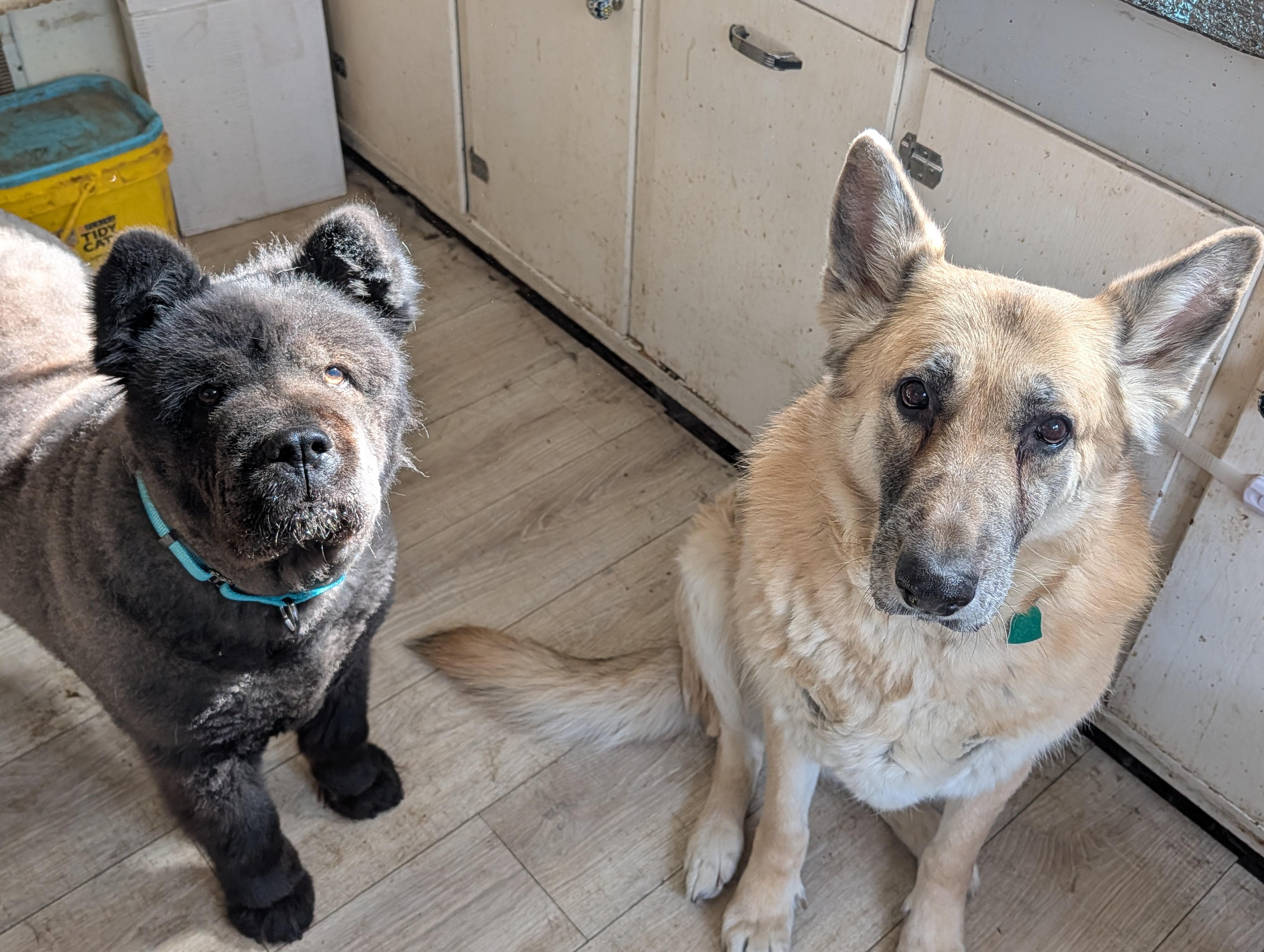 Enlarge Hoshi , a ADOPTABLE Chow Chow in Brainerd, MN image 5/6