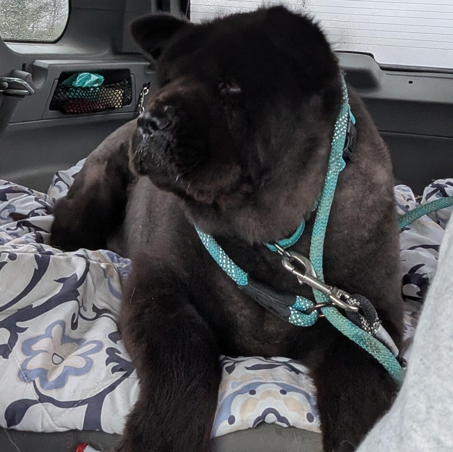 Enlarge Hoshi , a ADOPTABLE Chow Chow in Brainerd, MN image 3/6